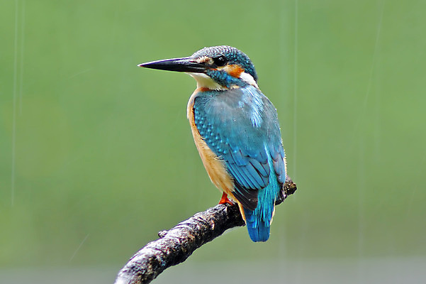 포토 JPG 해외이미지 나무 동물 여자 남자 아시아 얼굴 야생동물 백그라운드 날개 태국 자연 조류 사람없음 야외 목재 가로 초록색 컬러풀 머리 환경 나뭇가지 막대기 닫기 숲 깃털 꼬리 부리 서식지 물총새 생태학 해외202004 해외포토 식물 교육 나라 컬러 재료 모션 사람 신체부위 생태계 파일형식 이미지허브