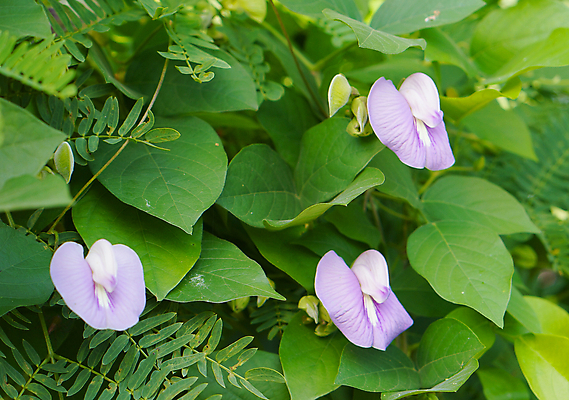 포토 JPG 해외이미지 식물 꽃 잎 꽃무늬 밭 자연 사람없음 야외 초록색 햇빛 평화 환경 정원 보라색 성장 신선 개화 덩굴 작음 허브 완두콩 땅콩 트레일러 내추럴 땅바닥 해외202004 해외포토 컬러 컨셉 무늬 농업 콩 바닥 태양 견과류 크기 생태계 파일형식 이미지허브