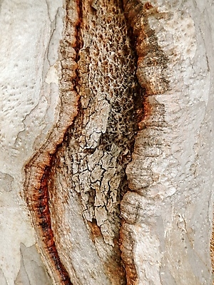 포토 JPG 해외이미지 나무 공원 자연 사람없음 목재 성장 황무지 숲 나무껍질 삼림지대 해외202004 해외포토 식물 공공시설 재료 껍질 생태계 파일형식 이미지허브