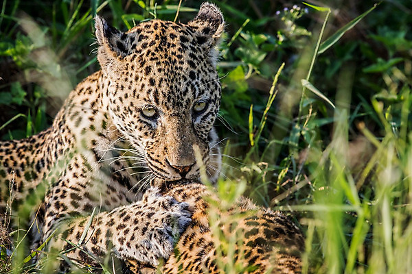 포토 JPG 해외이미지 동물 척추동물 응시 공원 야생동물 여행 포유류 아프리카 자연 친절 털 사람없음 야외 환경 고양이 힘 행성 운전 게임 황무지 보호 결합 위험 큼 모피 심볼 사파리 속도 육식동물 사냥꾼 표범 몸단장 내추럴 사바나 전국 해외202004 해외포토 직업 시선 공공시설 나라 컨셉 모션 놀이 반려동물 우주 크기 생태계 파일형식 이미지허브