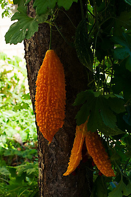 포토 JPG 해외이미지 식물 산업 음식 잎 농업 다이어트 채소 과일 자연 호박 건강 사람없음 치료 빨간색 초록색 약 노란색 힘 약재 신선 질병 상품 약국 유기농 석류 암 내추럴 채식주의자 해외202004 해외포토 웰빙 컬러 의학 생태계 채식 파일형식 이미지허브