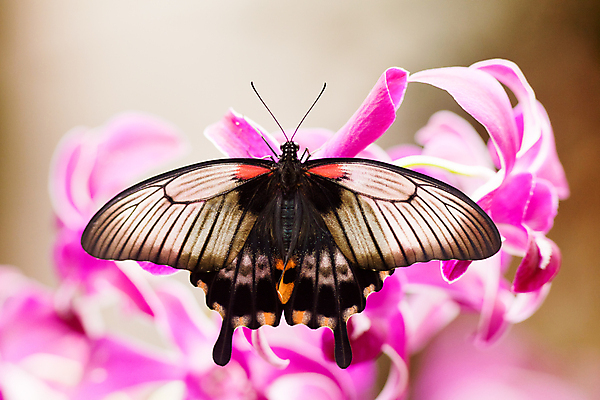 포토 JPG 해외이미지 꽃 나비 곤충 날개 날리기 휴식 동양인 사람없음 컬러풀 노란색 정원 벚꽃 난초 벌레 핥기 빨다 큼 꼬리 꿀 제비 나방 해외202004 해외포토 식물 동물 컬러 컨셉 모션 조류 인종 크기 파일형식 이미지허브
