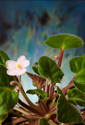 포토 JPG 해외이미지 모양 디자인 꽃 백그라운드 표면 추상 미술 사람없음 장식 초록색 파란색 흰색 묘사 그림 질감 캔버스 해외202004 해외포토 식물 컬러 무늬 문화예술 파일형식 이미지허브