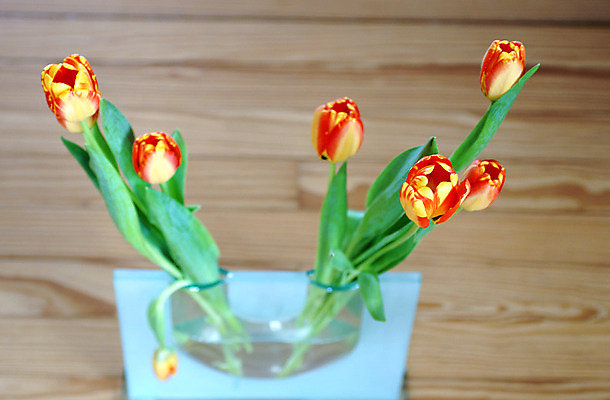 포토 JPG 해외이미지 꽃 꽃다발 유리 바닥 사람없음 내부 장식 꽃병 튤립 벚꽃 플랫 생존 파케트 해외202004 해외포토 식물 재질 파일형식 이미지허브