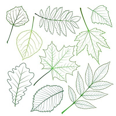 EPS 해외이미지 나무 식물 디자인 계절 선 줄기 백그라운드 잎 꽃무늬 일러스트 자연 바람 추상 프레임 장식 초록색 세트 환경 정원 봄 성장 나뭇가지 신선 클로버 보호 숲 묘사 에코 질감 포도나무 시금치 자작나무 정맥 내추럴 고립 생태학 양치류 엘리먼트 해외202004 해외일러스트 자연요소 교육 꽃 컬러 컨셉 무늬 채소 날씨 과일나무 생태계 혈관 파일형식 벡터 이미지허브