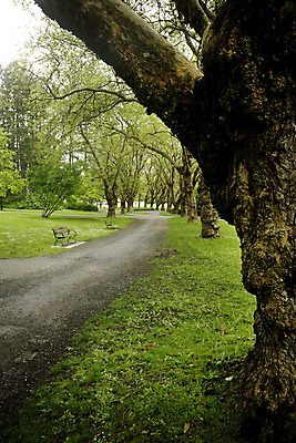 포토 JPG 해외이미지 나무 공원 길 벤치 휴식 사람없음 초록색 정원 도시 벤쿠버 해외202004 해외포토 식물 공공시설 컬러 컨셉 의자 파일형식 이미지허브