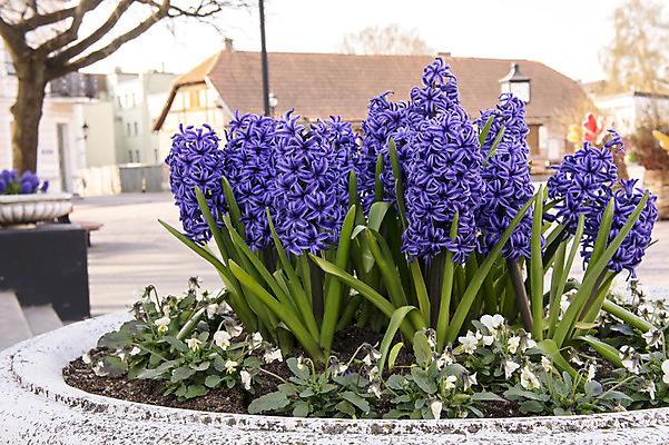 포토 JPG 해외이미지 식물 자연 사람없음 파란색 정원 벚꽃 개화 원예 화단 히아신스 해외202004 해외포토 꽃 컬러 취미 생태계 파일형식 이미지허브