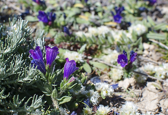 포토 JPG 해외이미지 식물 꽃 유럽 섬 자연 풍경 사람없음 야외 초록색 파란색 컬러풀 햇빛 맑음 보라색 봄 벚꽃 개화 스페인 지중해 허브 유기농 암초 내추럴 석회암 스페인어 해외202004 해외포토 웰빙 계절 나라 바다 컬러 날씨 태양 암석 생태계 파일형식 이미지허브