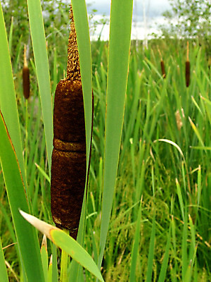 포토 JPG 해외이미지 식물 계절 공원 꽃잎 꽃 잎 꽃무늬 자연 사람없음 초록색 햇빛 태양 갈색 정원 벚꽃 시골 황무지 오브젝트 원예 꽃가루 꽃수술 필라멘트 해외202004 해외포토 자연요소 공공시설 컬러 무늬 취미 가루 생태계 파일형식 이미지허브
