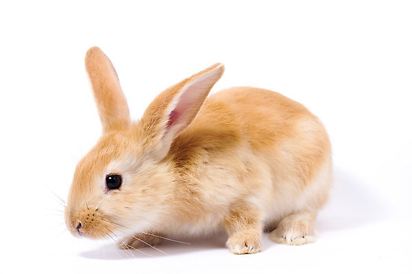 포토 JPG 해외이미지 한마리 부활절 사람없음 반려동물 귀여움 가축 토끼 흰배경 귀 해외포토 동물 1 기념일 백그라운드 컨셉 포유류 신체부위 흰색 파일형식 이미지허브