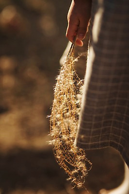 포토 JPG 주간 라이프스타일 손 계절 여자 어린이라이프 호수 어린이 모션 한국 갈대 한명 서기 들기 사람 동양인 상반신 야외 신체부위 귀여움 한국인 가을 순수 수목원 경기도 천진난만 파주 어린이만 국내포토 자연요소 식물 1 아시아 컨셉 인종 생활 파일형식