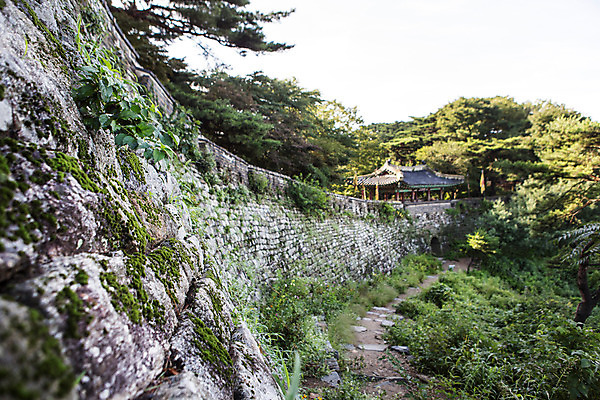 포토 JPG 주간 나무 식물 계절 한국 풍경 사람없음 야외 여름 성벽 남한산성 국내포토 자연요소 아시아 경기도 파일형식