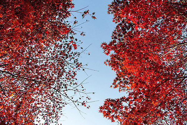 포토 JPG 주간 나무 식물 계절 단풍 하늘 나뭇잎 한국 풍경 사람없음 야외 가을 남한산성 국내포토 자연요소 아시아 잎 경기도 파일형식