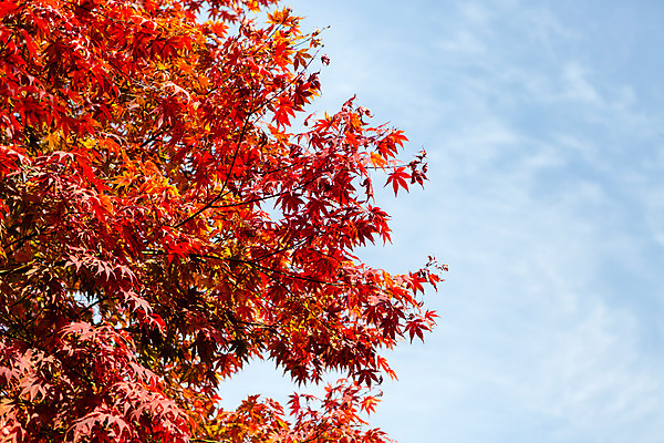 포토 JPG 주간 나무 식물 계절 단풍 하늘 단풍나무 한국 풍경 사람없음 야외 가을 남한산성 국내포토 자연요소 아시아 잎 경기도 파일형식