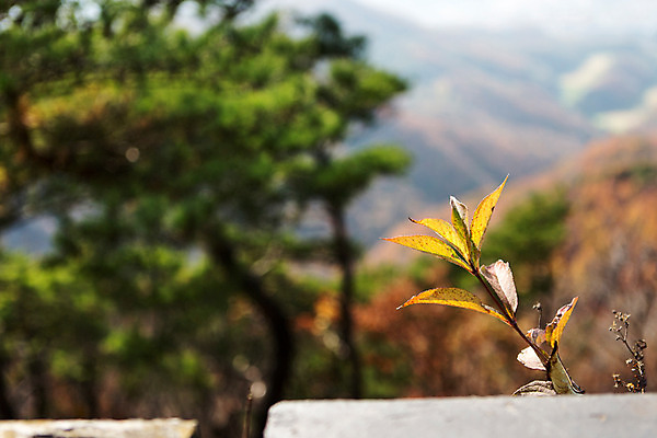 포토 JPG 주간 나무 식물 계절 단풍 나뭇잎 한국 풍경 사람없음 야외 아웃포커스 가을 남한산성 국내포토 자연요소 아시아 잎 촬영기법 경기도 파일형식