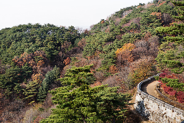 포토 JPG 주간 나무 식물 계절 단풍 산 한국 풍경 사람없음 야외 가을 성별 남한산성 성곽길 국내포토 자연요소 아시아 길 잎 경기도 파일형식