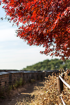포토 JPG 주간 나무 식물 계절 단풍 하늘 한국 풍경 사람없음 야외 가을 성벽 남한산성 성곽길 국내포토 자연요소 아시아 길 잎 경기도 파일형식