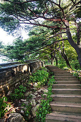 포토 JPG 주간 나무 식물 계절 한국 풍경 사람없음 야외 여름 계단 소나무 성벽 남한산성 성곽길 국내포토 자연요소 아시아 길 경기도 파일형식