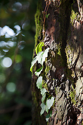 포토 JPG 주간 나무 식물 계절 나뭇잎 한국 풍경 사람없음 야외 여름 햇빛 남한산성 국내포토 자연요소 아시아 잎 태양 경기도 파일형식
