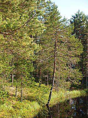 포토 JPG 해외이미지 나무 구름 계절 호수 야생동물 오렌지 자연 하늘 풍경 사람없음 목재 빨간색 물 여름 태양 반사 나뭇가지 소나무 숲 러시아 북쪽 침엽수 수평선 해외202004 해외포토 자연요소 식물 동물 유럽 컬러 과일 재료 방향 생태계 파일형식 이미지허브