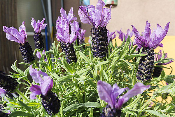포토 JPG 해외이미지 식물 계절 꽃 꽃다발 백그라운드 잎 꽃무늬 농업 재료 자연 휴식 사람없음 초록색 컬러풀 약 환경 정원 보라색 봄 벚꽃 시골 신선 자주색 다발 허브 제비꽃 관목 향수 유기농 보케 향기 냄새 아로마 향 아로마테라피 라벤더 내추럴 해외202004 해외포토 나무 웰빙 산업 컬러 컨셉 무늬 의학 화장품 생태계 테라피 파일형식 이미지허브