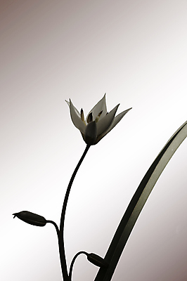 포토 JPG 해외이미지 식물 꽃 자연 미술 사람없음 옆모습 튤립 벚꽃 개화 자르기 고립 성배 해외202004 해외포토 뷰포인트 모션 문화예술 생태계 파일형식 이미지허브