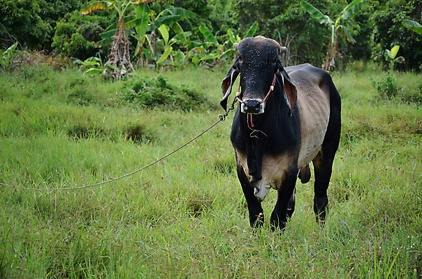 포토 JPG 해외이미지 동물 아시아 문화 농업 포유류 태국 자연 서기 동양인 사람없음 야외 초록색 농장 농경지 갈색 가축 시골 소 먹이 가죽 황소 황소자리 송아지 밭일 해외202004 해외포토 나라 산업 새끼 컬러 모션 인종 별자리 생태계 파일형식 이미지허브