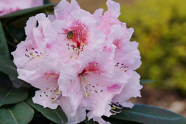 포토 JPG 해외이미지 식물 공원 꽃 분홍색 곤충 자연 사람없음 야외 정원 봄 벚꽃 개화 닫기 말벌 진달래 관목 원예 화단 해외202004 해외포토 나무 동물 계절 공공시설 컬러 모션 취미 벌_곤충 생태계 파일형식 이미지허브