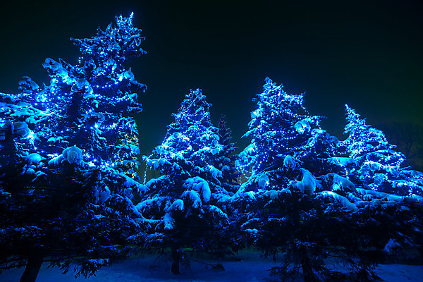 포토 JPG 해외이미지 나무 계절 크리스마스 겨울 자연 하늘 날씨 휴가 새로움 미술 풍경 사람없음 야외 목재 장식 가로 초록색 파란색 빛 크리스마스트리 냉동 얼음 어둠 추위 소나무 신용카드 눈송이 야간 저녁 숲 12월 연도 서리 장면 봉 북쪽 상록수 마법 전나무 눈내림 가문비나무 해외202004 해외포토 자연요소 식물 기념일 컬러 컨셉 재료 문화예술 눈_날씨 금융 날짜 방향 생태계 파일형식 이미지허브