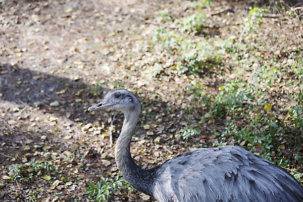 포토 JPG 해외이미지 동물 야생동물 밭 날개 자연 조류 생물 서기 앉기 잔디 사람없음 야외 여름 반려동물 갈색 머리 걷기 환경 미국 회색 다양 황무지 큼 깃털 부리 목 솜털 타조 남쪽 계산서 내추럴 생태학 해외202004 해외포토 식물 계절 교육 컬러 다수 북아메리카 농업 모션 신체부위 크기 방향 생태계 파일형식 이미지허브