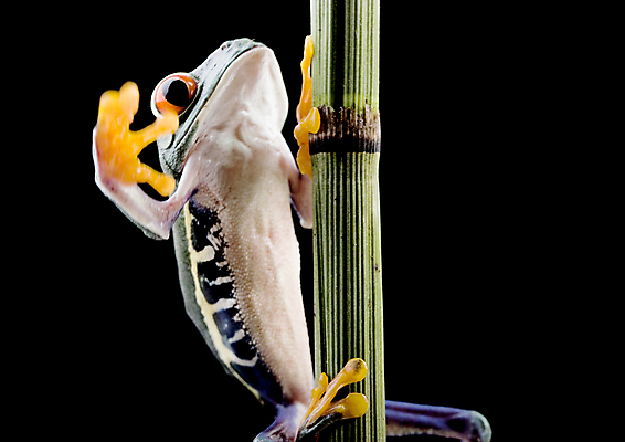 포토 JPG 해외이미지 한마리 야생동물 검은배경 실내 양서류 사람없음 청개구리 오르기 잎줄기 해외202004 해외포토 동물 1 줄기 백그라운드 모션 개구리 내부 검은색 파일형식 이미지허브