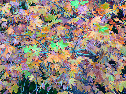 포토 JPG 해외이미지 나무 식물 계절 공원 길 잎 자연 풍경 사람없음 야외 목재 초록색 여름 빛 햇빛 태양 환경 맑음 침묵 산책 꿈 광선 나뭇가지 숲 오솔길 내추럴 해외202004 해외포토 자연요소 공공시설 컬러 재료 날씨 휴식 소리 생태계 파일형식 이미지허브