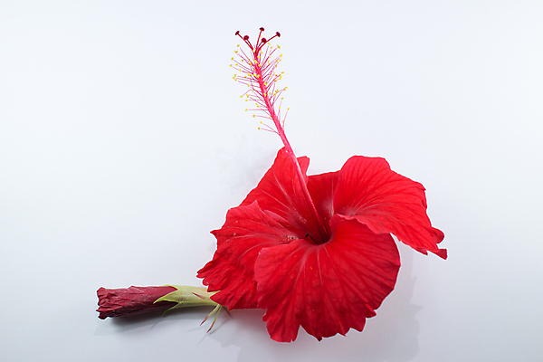 포토 JPG 해외이미지 식물 꽃 분홍색 백그라운드 잎 꽃무늬 자연 사람없음 빨간색 초록색 정원 벚꽃 닫기 이국적 히비스커스 해외202004 해외포토 컬러 무늬 모션 생태계 파일형식 이미지허브