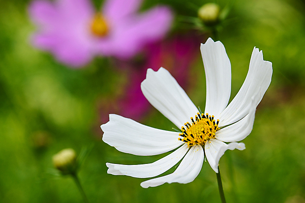 포토 JPG 해외이미지 식물 꽃잎 꽃 꽃무늬 밭 자연 사람없음 초록색 노란색 정원 봄 벚꽃 흰색 데이지 캐모마일 해외202004 해외포토 계절 컬러 무늬 농업 허브 생태계 파일형식 이미지허브