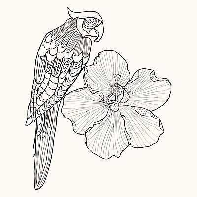 EPS 해외이미지 동물 손 디자인 꽃 선 꽃무늬 패턴 일러스트 자연 조류 미술 성인 장식 책 정원 검은색 흰색 낙서 인쇄 그림 앵무새 페이지 고립 이국적 히비스커스 해외202004 해외일러스트 식물 컬러 무늬 문화예술 사람 신체부위 생태계 파일형식 벡터 이미지허브