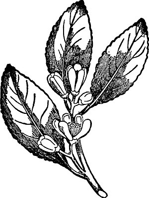 EPS 해외이미지 선 일러스트 미술 검은색 수확 흰색 레몬 그림 판화 개조 해외202004 해외일러스트 컬러 농업 과일 문화예술 파일형식 벡터 이미지허브