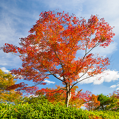 포토 JPG 해외이미지 나무 계절 공원 선 여행 백그라운드 단풍 잎 패턴 오렌지 자연 하늘 풍경 사람없음 야외 빨간색 초록색 컬러풀 노란색 평화 환경 정원 일본 가을 나뭇가지 황금 숲 장면 10월 내추럴 강렬 교토 해외202004 해외포토 식물 공공시설 아시아 컬러 컨셉 무늬 과일 날짜 생태계 파일형식 이미지허브