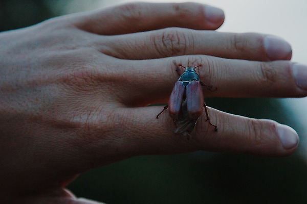 포토 JPG 해외이미지 동물 손 공원 여자 얼굴 야생동물 곤충 백그라운드 날개 일러스트 손가락 자연 생물 안테나 미술 사람없음 옆모습 초록색 여름 갈색 환경 맑음 검은색 봄 흰색 행운 해충 벌레 숲 5월 딱정벌레 싱글 에코 생물학 보케 부드러움 동물상 해외202004 해외포토 계절 공공시설 교육 뷰포인트 컬러 컨셉 통신 날씨 문화예술 사람 신체부위 조형물 감각 날짜 생태계 파일형식 이미지허브