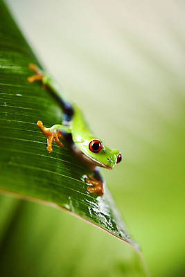 포토 JPG 해외이미지 주간 한마리 야생동물 잎 양서류 사람없음 야외 아웃포커스 청개구리 해외202004 해외포토 자연요소 식물 동물 1 촬영기법 개구리 파일형식 이미지허브