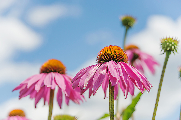 포토 JPG 해외이미지 식물 꽃잎 꽃 분홍색 자연 하늘 건강 사람없음 야외 가로 빨간색 초록색 여름 약 머리 정원 맑음 보라색 활발 벚꽃 약초 허브 화단 꽃가루 커뮤니티 원뿔 내추럴 면역력 해외202004 해외포토 도형 계절 컬러 컨셉 의학 날씨 신체부위 풀_식물 가루 생태계 파일형식 이미지허브