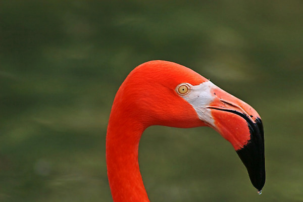 포토 JPG 해외이미지 동물 야생동물 분홍색 자연 조류 사람없음 옆모습 빨간색 초록색 컬러풀 머리 흰색 플라밍고 깃털 부리 계산서 동물상 해외202004 해외포토 뷰포인트 컬러 신체부위 조형물 생태계 파일형식 이미지허브