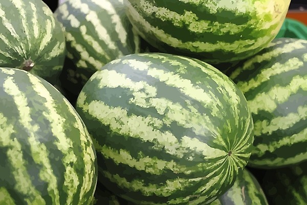 EPS 해외이미지 디자인 음식 조각 백그라운드 패턴 다이어트 채소 과일 일러스트 부분 자연 디저트 수박 건강 씨앗 빨간색 초록색 물 여름 줄무늬 흰색 직물 신선 원형 달콤 맛 멜론 자르기 먹기 숙성 채식주의자 해외202004 해외일러스트 자연요소 도형 식물 계절 컬러 컨셉 무늬 모션 생태계 채식 파일형식 벡터 이미지허브