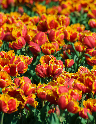 포토 JPG 해외이미지 꽃 꽃무늬 밭 사람없음 컬러풀 튤립 내추럴 해외202004 해외포토 식물 컬러 무늬 농업 파일형식 이미지허브