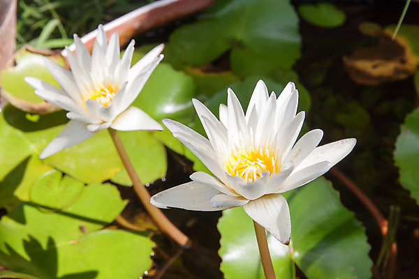 포토 JPG 해외이미지 식물 꽃잎 꽃 백그라운드 꽃무늬 자연 연꽃 사람없음 물 여름 노란색 벚꽃 흰색 개화 닫기 백합 해외202004 해외포토 자연요소 계절 컬러 무늬 모션 생태계 파일형식 이미지허브