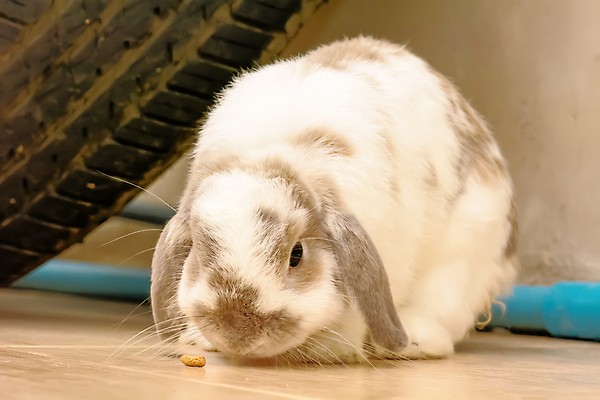 포토 JPG 해외이미지 동물 야생동물 백그라운드 포유류 자연 부활절 털 사람없음 초록색 반려동물 갈색 봄 회색 흰색 토끼 바퀴 설치류 작음 큼 귀 해외202004 해외포토 계절 기념일 컬러 신체부위 크기 생태계 파일형식 이미지허브