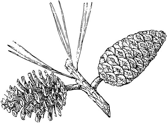 EPS 해외이미지 선 일러스트 미술 검은색 수확 흰색 나뭇가지 소나무 그림 판화 치와와 원뿔 해외202004 해외일러스트 도형 나무 컬러 농업 문화예술 개 파일형식 벡터 이미지허브