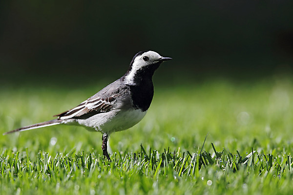 포토 JPG 해외이미지 동물 야생동물 자연 조류 잔디 사람없음 초록색 정원 검은색 흰색 해외202004 해외포토 식물 컬러 생태계 파일형식 이미지허브