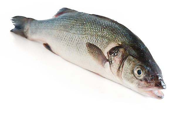 포토 JPG 해외이미지 사람없음 흰배경 날것 도미 해외202004 해외포토 백그라운드 어류 흰색 파일형식 이미지허브