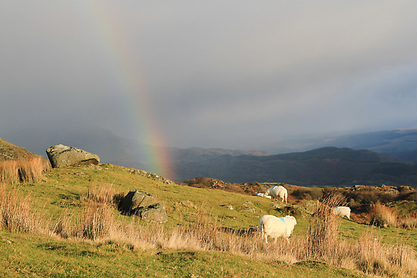 포토 JPG 해외이미지 동물 구름 무지개 농업 날씨 사람없음 야외 초록색 시골 양 언덕 암초 동물상 밭일 해외202004 해외포토 자연요소 산업 컬러 포유류 조형물 파일형식 이미지허브