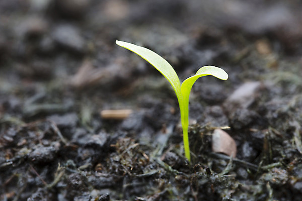 포토 JPG 해외이미지 식물 계절 지구 잎 농업 채소 자연 새로움 건강 사람없음 초록색 갈색 새싹 정원 흙 봄 성장 신선 작음 허브 시작 원예 먼지 유지 모종 해외202004 해외포토 산업 컬러 컨셉 취미 크기 생태계 파일형식 이미지허브